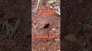 The Ant Story @ Terrace Farm - Digging the Earth