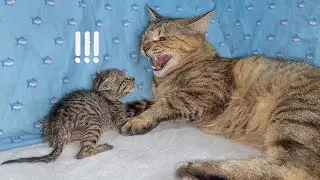 When Foster Mother Cat Punished the Annoying Rescued Kitten 😿 ~ POOR KITTEN Nursed by Mom Cat