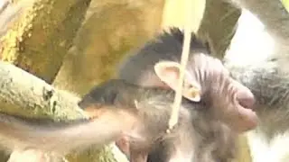 Baby Alba Scared Get Weaning Mother No Milk | Alba Hungry Milk | Monkey Crying