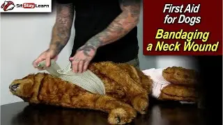 First Aid for Dogs: Bandaging Neck Wound