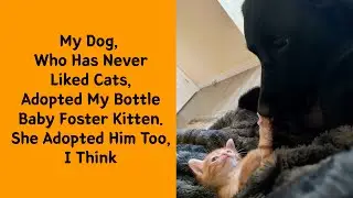 50 Most Heartwarming Adoption Stories Ever (You&rsquo;ll Smile and Cry) - Rescue pet