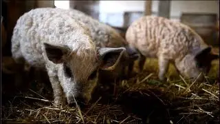 Beim Wollschwein in Welzheim