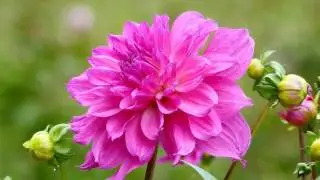 Wundersch&ouml;ne Dahlien-       F-261- HD