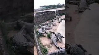 Rooster escapes crocodiles🐔🐊😱 #shorts #rooster #chicken #bird #birds #crocodile #alligator