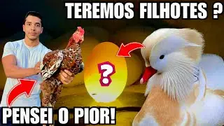 Nosso galo GSB deu o Maior SUSTO | Teremos Filhote de Marredo Mandarim branco ? | Aves Recriar 