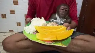 Orphaned but Not Forgotten: Monkeys Rescued with Love