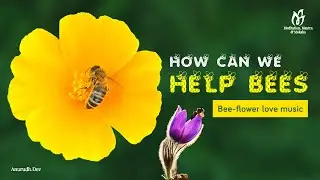 Flower bee love | Bee music | Happy bee day