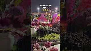Miracle garden Dubai 🇦🇪 🌻🌻🌻 #miraclegarden #miraclegardendubai