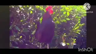Funny Roosters - Coffin Dance Song (COVER)