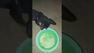 Viral video 2024#Best Animal #JOJo#All Family#shorts