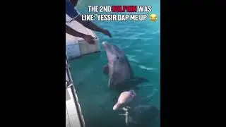 Dabbing up Dolphins 🐬  | Too Funny 😂