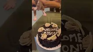 New Puppy Welcome Cake Party #dog #boxerdog #newpuppy #puppyshorts