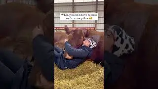 When A Cow Falls Asleep On You...