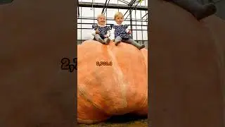World Record for Heaviest Pumpkin 🎃 ! Ep 6 🎃 #shorts #facts #shortsfeed #shortsvideo #halloween