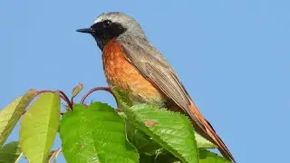 Common Redstart - Gartenrotschwanz - Phoenicurus phoenicurus - singing
