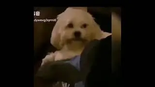 Funny Cats and Dogs Compilation Videos Try Not To Laugh Pets HavenTV - pet lover like you