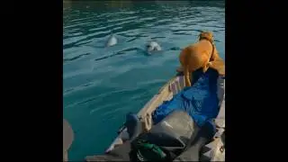 Dog + 2 of the Worlds smallest dolphins