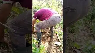 How to use edible salt to fertilize coconuts.