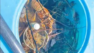 Spiny Lobster Commercial Bully Netting