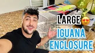 Iguana Enclosure ||  Iguana Setup || Setup and Enclosure idea || Pune || #enclosure #iguana #pune