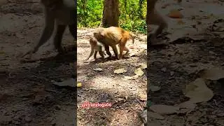 This monkey suddenly attacked the baby monkey while eating😤🥵🐒😟#viral#shorts#trending#monkey#video#yt