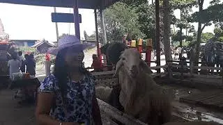 เที่ยวเมืองอยุธยา 20170812 131303