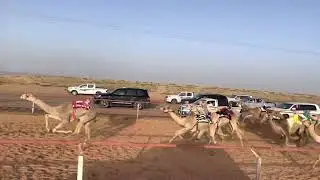 الشوط الثالث للبكار المفاريد المتحده ل حمد بن حثلين الحربي