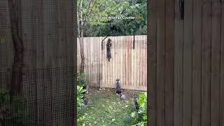😹 7 Cats try to beat the ProtectaPet Cat Fence Barrier system! #catfencebarrier #catenclosure #cats