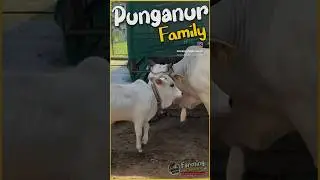 Punganur cattle #punganurcow #farmingmachan #trendingreels #viralvideos
