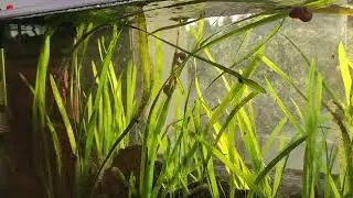 Filterloses Fensterbankaquarium Tag 20