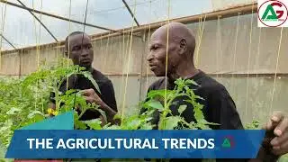 Beyond the open field: Greenhouse Secret for boosting your organic farming