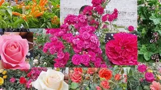 V1167Flawless Rose Plants French Hollyhock Tiger Lily Begonia Gerbera In Bapon Nursery Galiff Street