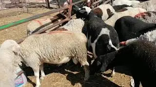 MERCADO DE ANIMALES, ACTOPAN HIDALGO,,UNA GRAN VARIEDAD DE PRECIOS..