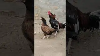 Amroha Pair