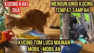 Kucing Tom Lucu Banget Lagi Mainan Mobil-Mobilan ‼️