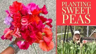 Planting sweet peas | But there's a problem | The Impatient Gardener