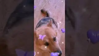 The dog is looking at the electricity supply at home (Собака смотрит на электроснабжение дома)
