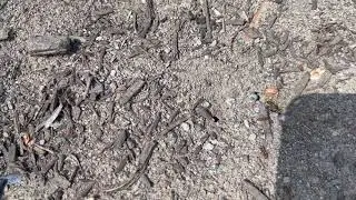 Ants in Somerville, NJ Get Exterminated