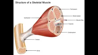 Solving Neurology Questions: Muscle disorders