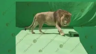 Lion walking green screen video 106. Green screen animals stock footage.
