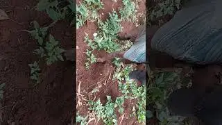 Sweet potato Farm 