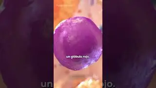 As&iacute; se fabrican las C&Eacute;LULAS de la SANGRE 🥰🦴✨