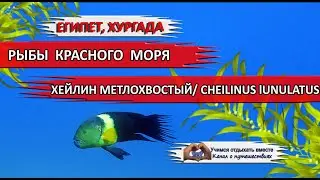 ЕГИПЕТ| Рыбы Красного моря. Хейлин метлохвостый/ Перихвостый губан/ Cheilinus lunulatus