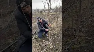 Жесткая обрезка груши