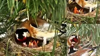 European Goldfinch Feeding Chicks in Wild