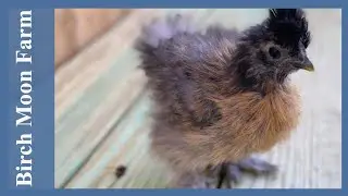 Baby Chickens First Time Outside! The Hens are Watching!