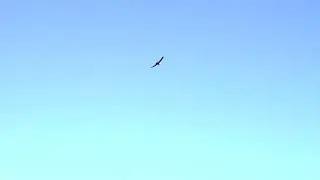 Max Vizion - EXODUS (Official Music Video)
