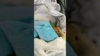 The Smartest Parrots