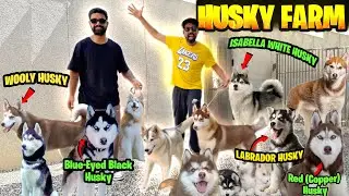 BEST HUSKY KENNEL OF INDIA😍All Time Puppy available😱20+husky (HUSKY KENEEL)