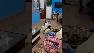 Fake death prank on my dog | Prank gone wrong 😂 #shorts #dogreels | yuvimicky